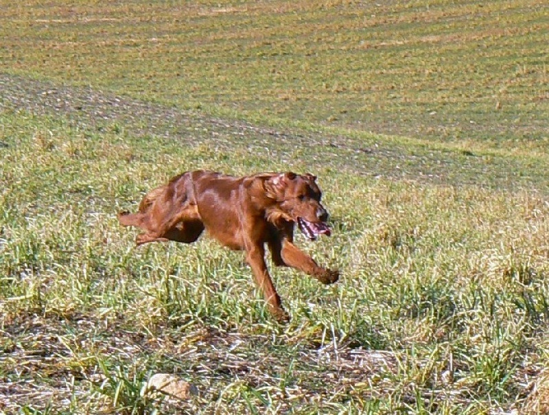 Diucke du vallon des louvarts